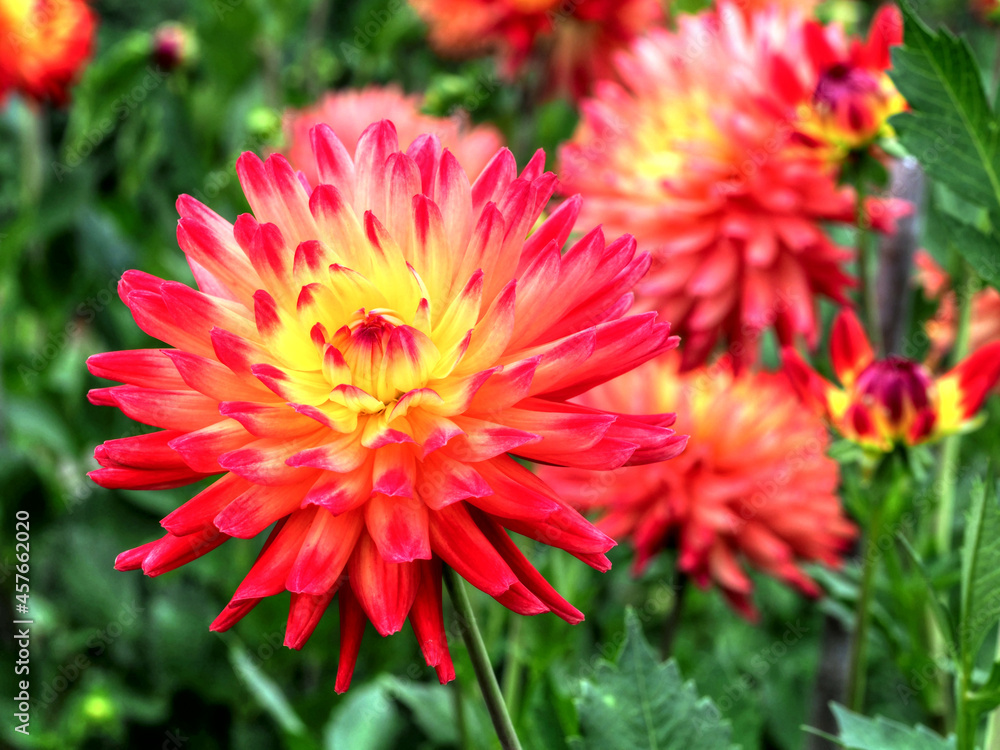 Gelbrote Dahlienblüte
Gelbrote Dahlienblüte