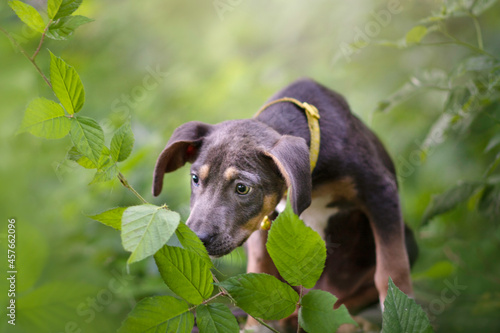 Beautiful blue tricolor amstaff puppy dog portrait posing in the forest 
