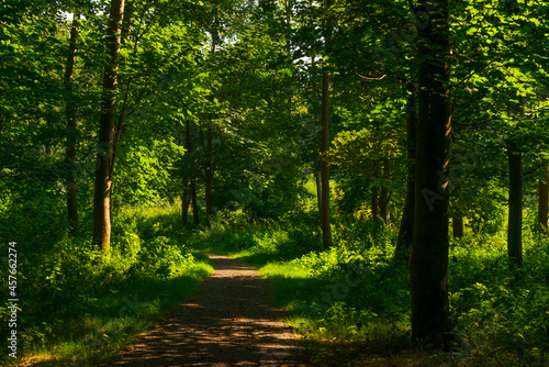 Fototapeta Naklejka Na Ścianę i Meble -  Footpath in a green woodland forest in wetland in bright sunlight and shadow in summer, Almere, Flevoland, The Netherlands, September 7, 2021