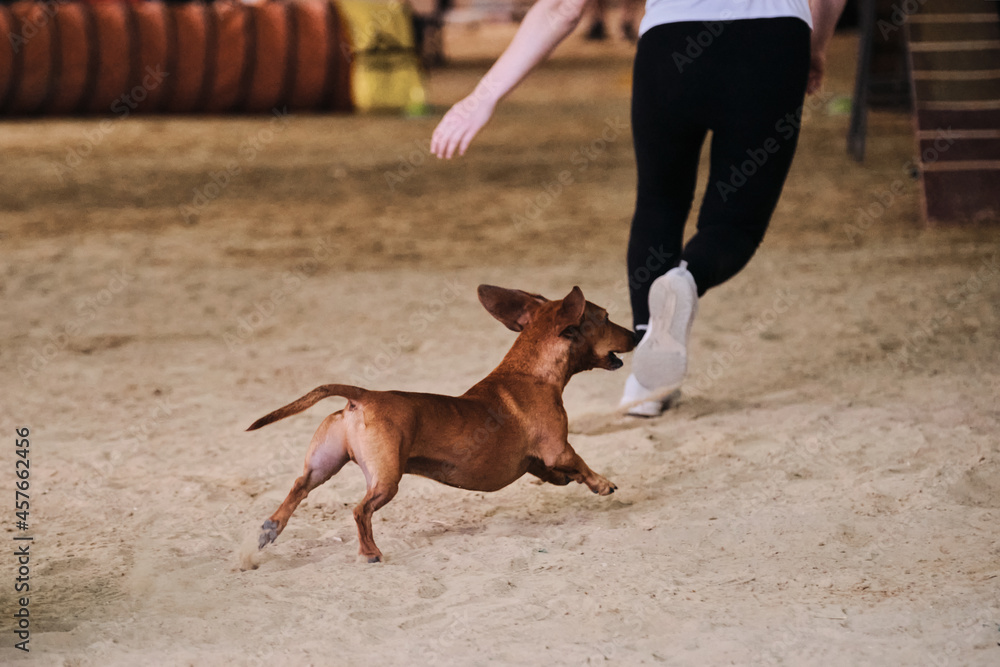 Rabbit smooth haired dachshund of red color runs with its owner at competitions. The future winner and champion. Agility competitions, sports with dog.