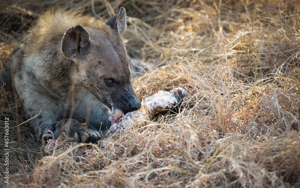 Naklejka premium Hyaena feeding on buffalo carcass 