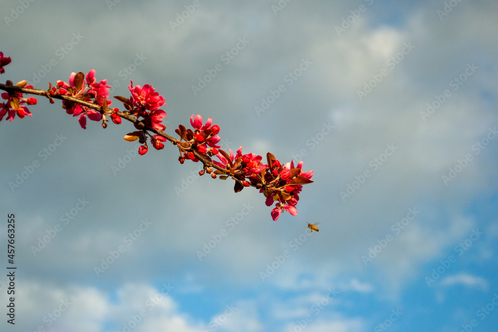 Bee hovering near a branch of bright pink crabapple blossom 