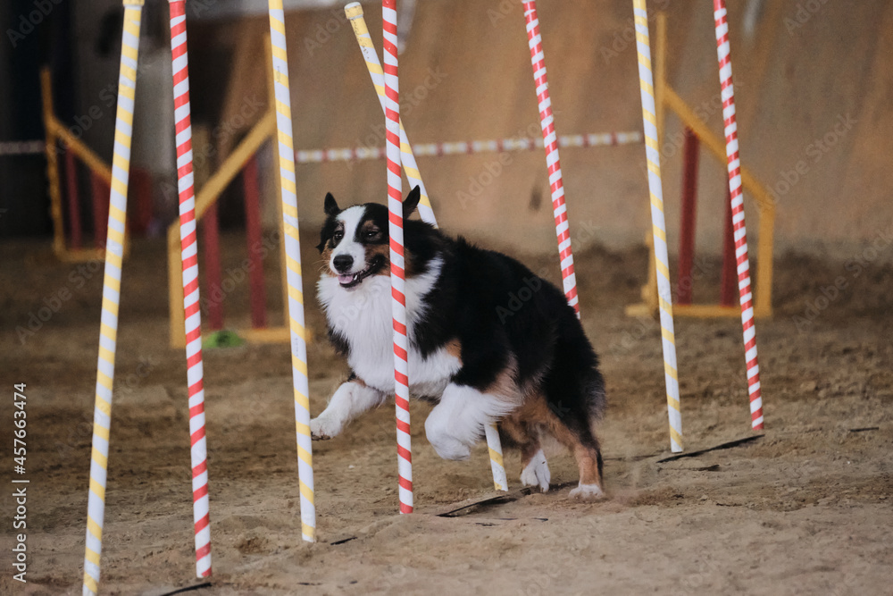 Agility competitions, sports with dog. Future winner and champion. Aussie black tricolor overcomes slalom with several vertical sticks sticking out of sand. Australian Shepherd dog.