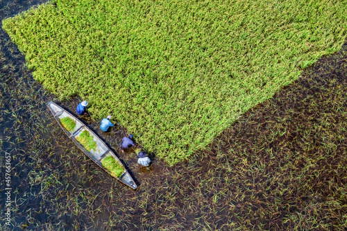 Ru Cha rice field, Hue, Vietnam