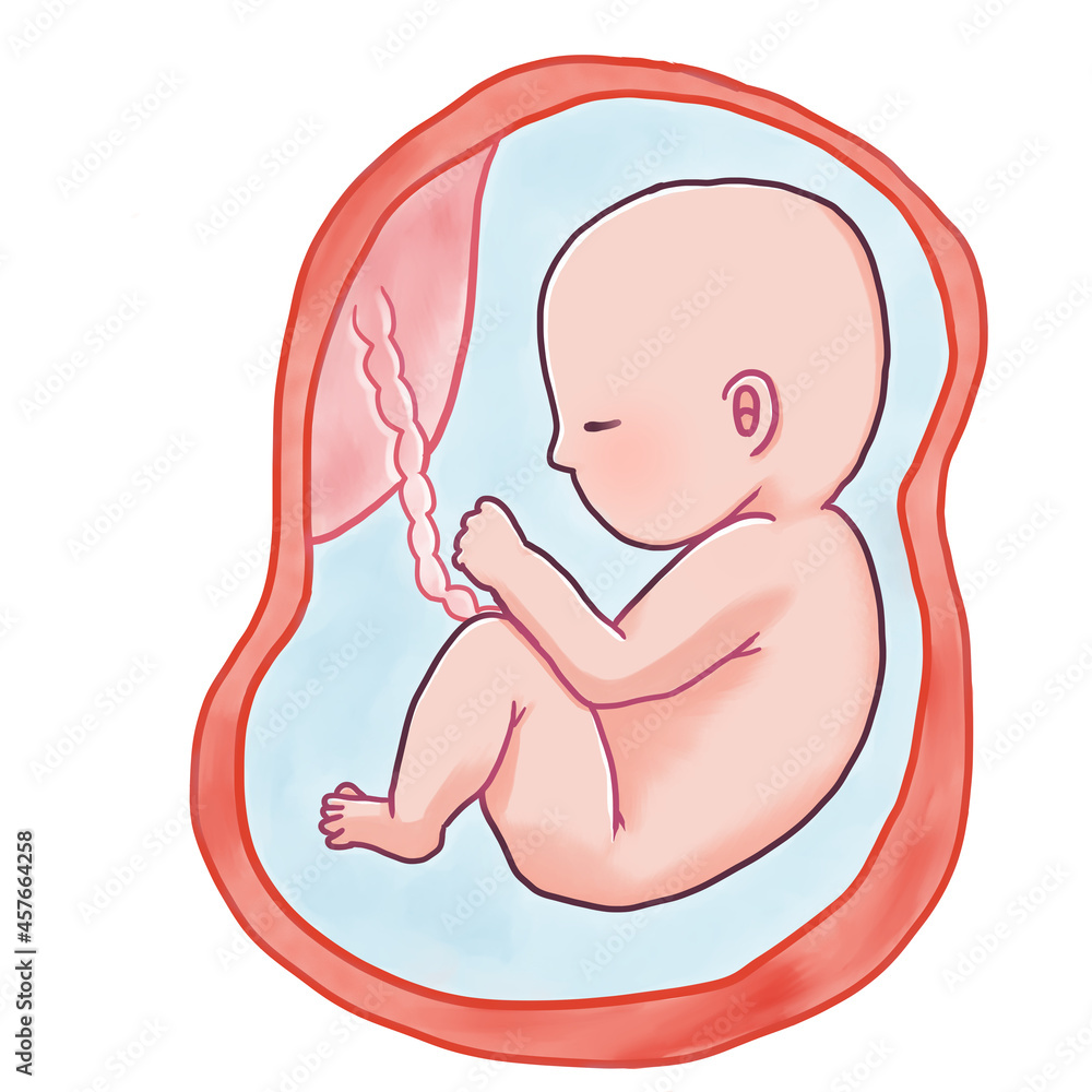 妊娠後期の胎児のイラスト 逆子 Stock Illustration Adobe Stock