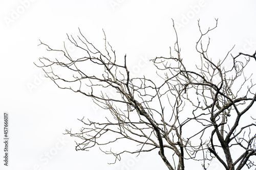 A dry tree isolated on white background.