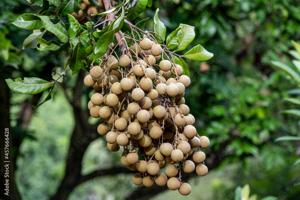 Mature Longan fruits hang from the trees on the farm Mature Longan fruits hang from the trees on the farm