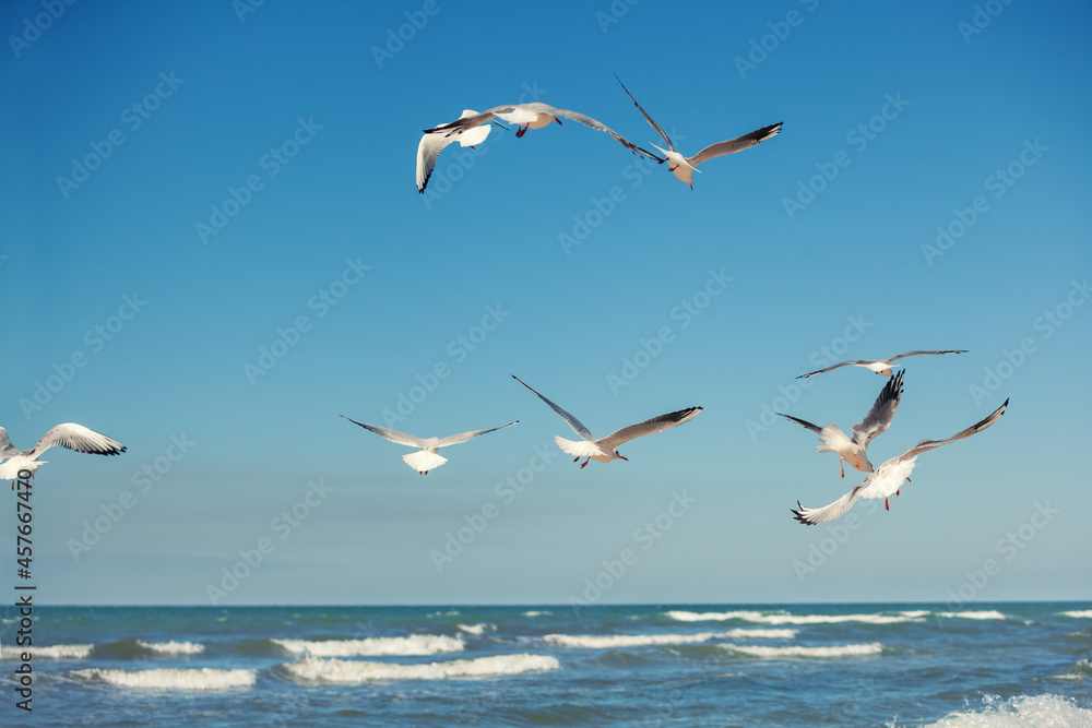 Seagulls fly over the sea against the blue sky