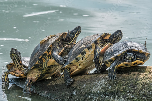 Tablou pe pânză Schmuckschildkröten auf einem Baumstamm