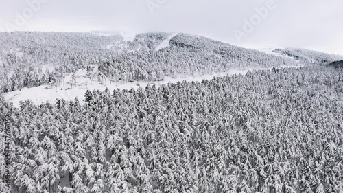 Winter Wonderland Aerial View, Snow Covered Pine Tree Forest on Hill. photo