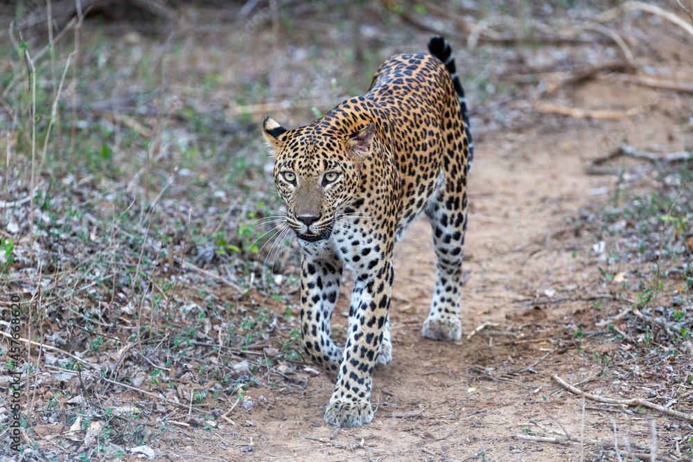 A Sri Lankan Leopard walking through the bushy pathways of Yala National Park in Sri Lanka A Sri Lankan Leopard walking through the bushy pathways of Yala National Park in Sri Lanka