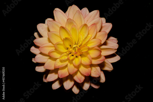 colourful dalia flower close-up on black background