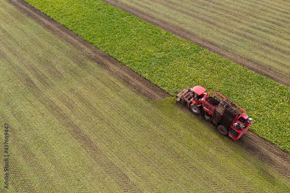 Combine harvester harvests sugar beet on the field. Aerial view Combine harvester harvests sugar beet on the field. Aerial view