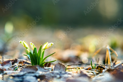 Close up view of small fresh snowdrops flowers growing among dry leaves in forest. First spring plants in woods.
