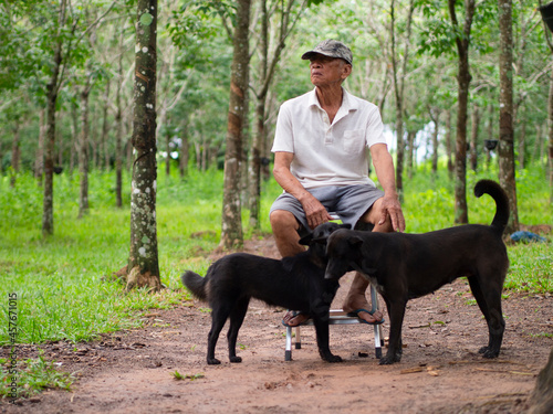 Senior asian man sitting in the para rubber plantation with two black dogs. Lifestyle of the elderly in the countryside concept. 