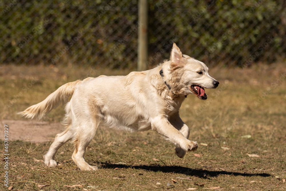 Golden Labrador 1 yr old puppy running and playing Golden Labrador 1 yr old puppy running and playing