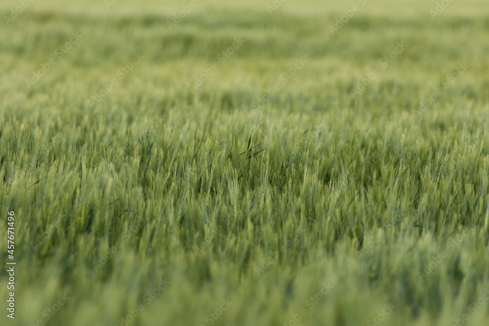 Obraz premium Rye, oats, wheat, Secale cereale, Avena, Triticum in an agricultural field, farmland, green cereal, rural landscape, vegan food, healthy food, beautiful grain ears