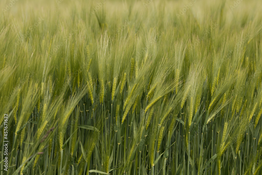 Rye, oats, wheat, Secale cereale, Avena, Triticum in an agricultural field, farmland, green cereal, rural landscape, vegan food, healthy food, beautiful grain ears Rye, oats, wheat, Secale cereale, Avena, Triticum in an agricultural field, farmland, green cereal, rural landscape, vegan food, healthy food, beautiful grain ears