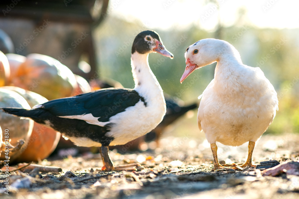 Ducks feed on traditional rural barnyard. Detail of a duck head. Close up of waterbird standing on barn yard. Free range poultry farming concept. Ducks feed on traditional rural barnyard. Detail of a duck head. Close up of waterbird standing on barn yard. Free range poultry farming concept.