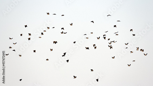 Wrony Siwe - Corvus Corone
