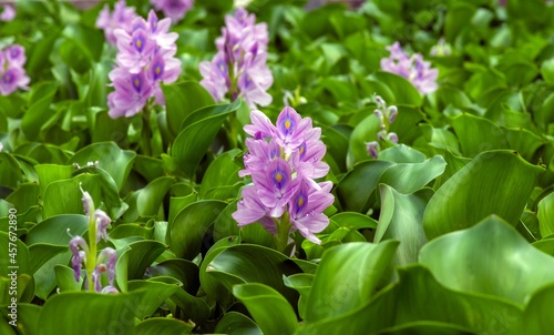 Eceng gondok, Water hyacinth flowers (Eichhornia crassipes), water flower photo