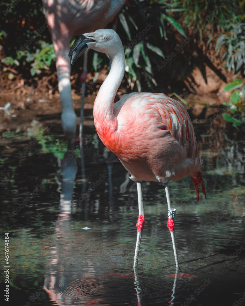 a fantastic view on some lovely flamingos a fantastic view on some lovely flamingos