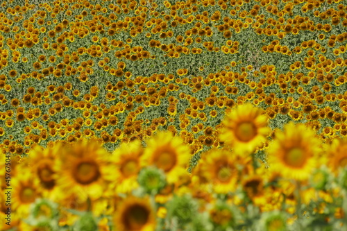 campi di girasole photo