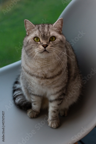 Fototapeta Naklejka Na Ścianę i Meble -  Beautiful cat gray scottish straight