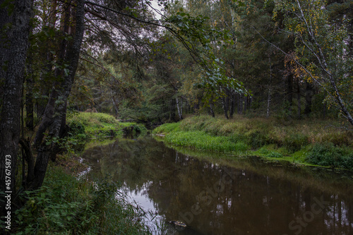 A small river flows through a picturesque forest. Bright green grass on the bank of a forest river. Evening landscape with a river in an old forest.