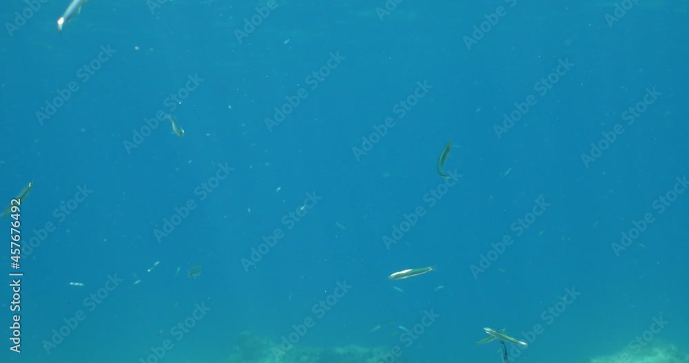 silversides under sun shine and beams underwater silverside fish school wavy sea protection ocean scenery behaviour
silversides under sun shine and beams underwater silverside fish school wavy sea protection ocean scenery behaviour