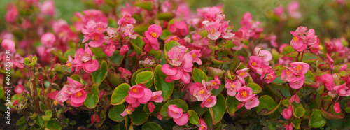 Begonia flowers on the flowerbed in summer day in Moscow city.  Landscaping theme. Suitable for greeting card design  postcard template. Natural floral background