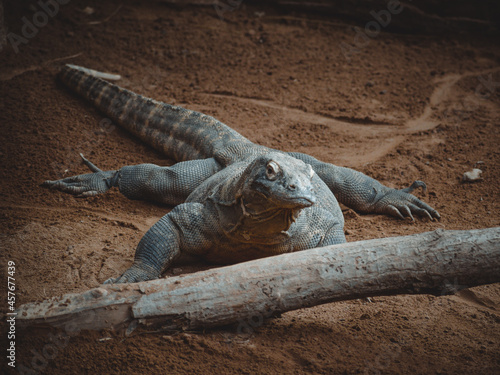 a fantastic portrait of a komodo dragon