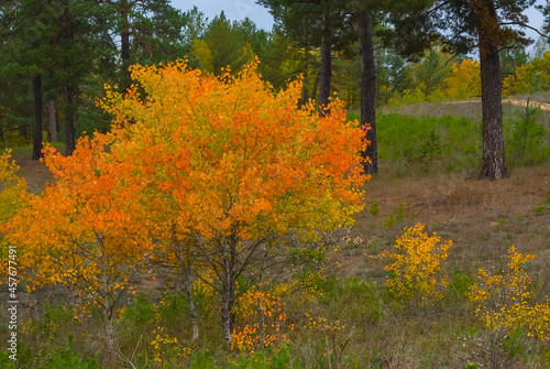 red aspen tree in autumn forest glade, seasonal natural background