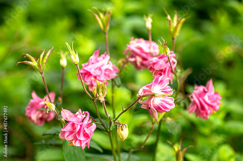 Aquilegia in Bloom Macro Photography Bokeh Naturalistic Photography 