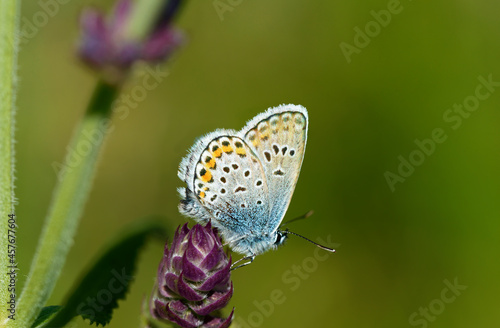 Wallpaper Mural Butterfly Common blue is sitting on purple flower bud. Torontodigital.ca