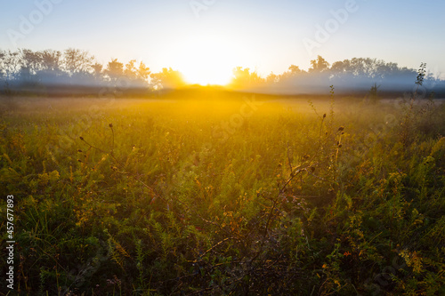 prairie in dense mist and sunlight at the early morning, summer countryside sunrise scene