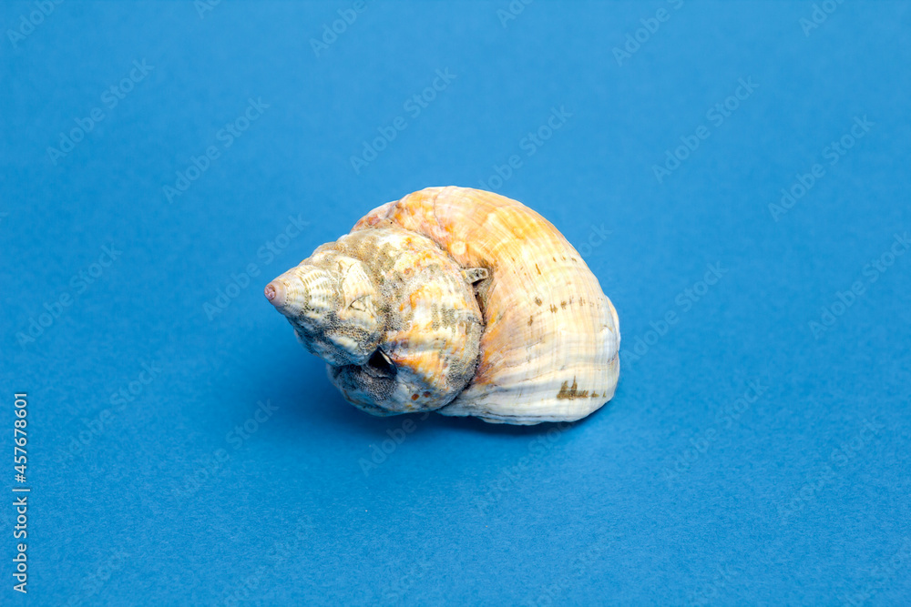 seashell on blue background seashell on blue background