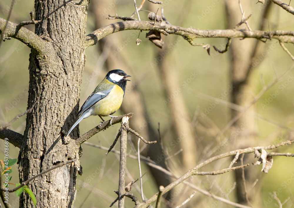 Naklejka premium bird