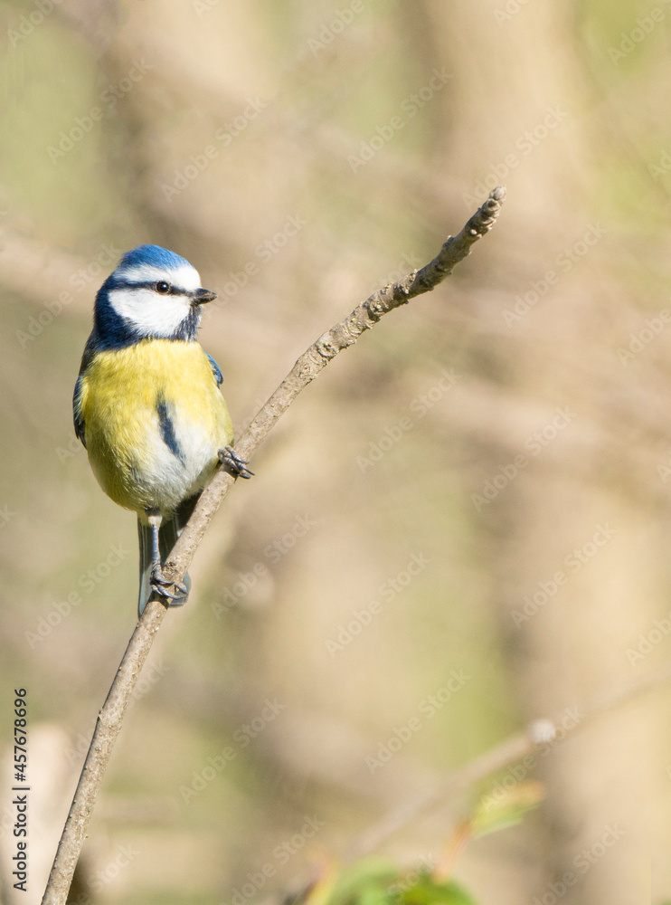 Fototapeta premium bird