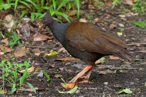 Orange Footed Scrubfowl with bright orange legs and beak foraging on the forest floor in the rainforest blue and brown feathers