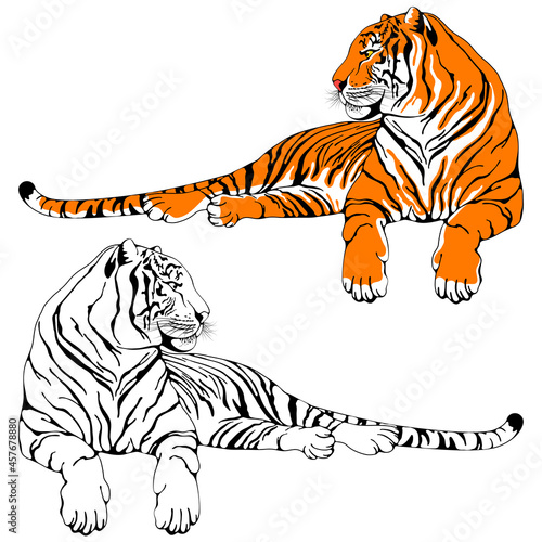 Lying calm tiger. Stylized characters set. Colored and black and white drawings by hand. Chinese zodiac symbol of 2022 lunar new year. Vector illustration.