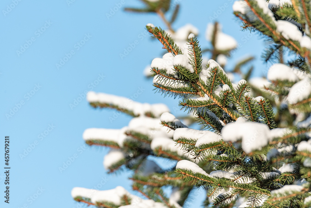 Winter in the forest and fresh white snow on green branches. Spruce twigs under the snow. Coniferous tree covered with white fluff. Snowfall.