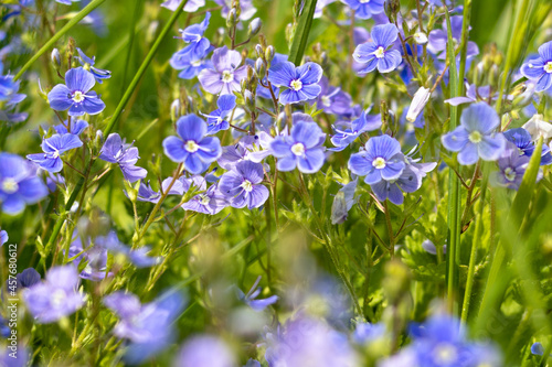 blue flowers in the garden