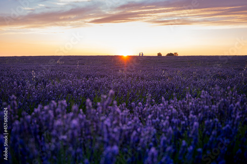 landscape in the lavender field