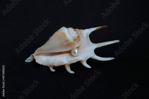 white seashell with one pearl on a black background