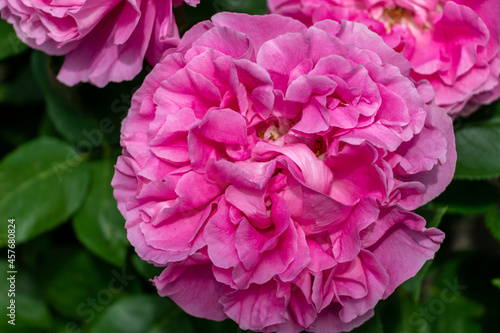 pink flower