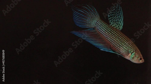 Siamese fighting fish wild betta smaragdina in tank aquarium black background