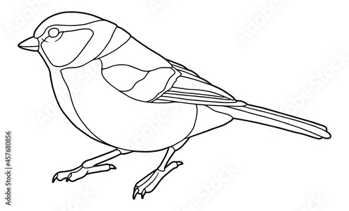 Tit. Small bird. Coloring page. Black outline. 