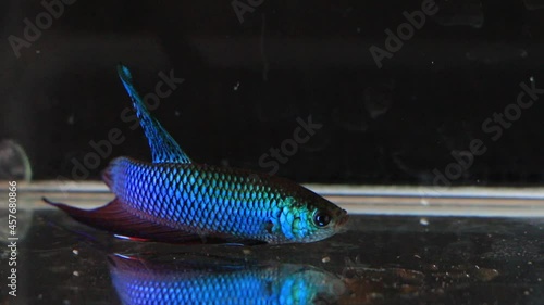 Siamese fighting fish wild betta smaragdina in tank aquarium black background