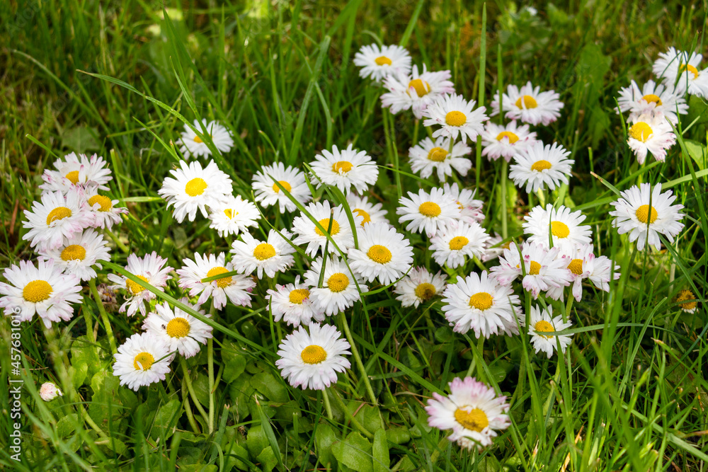 Fototapeta premium daisies in the grass
